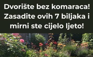 Dvorište bez komaraca! Zasadite ovih 7 biljaka i mirni ste cijelo ljeto! Dvorište bez komaraca! Zasadite ovih 7 biljaka i mirni ste cijelo ljeto!