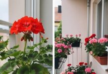 Evo kako da muškatle budu prepune cvetova: Zalivajte ih ovako da bi uvek cvetale bujno Evo kako da muškatle budu prepune cvetova: Zalivajte ih ovako da bi uvek cvetale bujno
