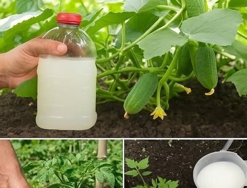 Imaćete mnogo bolji urod – napravite ovo čudo od kvasca i zalivajte paradajz i krastavce Imaćete mnogo bolji urod – napravite ovo čudo od kvasca i zalivajte paradajz i krastavce