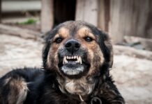 Ja sam veterinar i ovih 7 rasa pasa nikada ne bih držao blizu deteta bez nadzora: Mogu da budu jako opasni Ja sam veterinar i ovih 7 rasa pasa nikada ne bih držao blizu deteta bez nadzora: Mogu da budu jako opasni