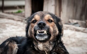 Ja sam veterinar i ovih 7 rasa pasa nikada ne bih držao blizu deteta bez nadzora: Mogu da budu jako opasni Ja sam veterinar i ovih 7 rasa pasa nikada ne bih držao blizu deteta bez nadzora: Mogu da budu jako opasni