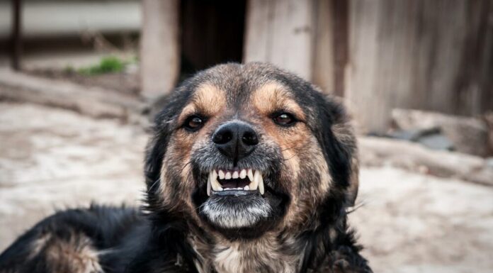 Ja sam veterinar i ovih 7 rasa pasa nikada ne bih držao blizu deteta bez nadzora: Mogu da budu jako opasni Ja sam veterinar i ovih 7 rasa pasa nikada ne bih držao blizu deteta bez nadzora: Mogu da budu jako opasni