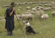 Kad je Bojan iz Novog Sela nestao u šumi porodica mu palila sveće za pokoj duše: Nakon 10 godina se pojavljuje živ i šokira pričom Kad je Bojan iz Novog Sela nestao u šumi porodica mu palila sveće za pokoj duše: Nakon 10 godina se pojavljuje živ i šokira pričom