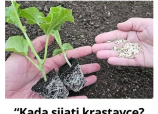 “Kada sijati krastavce? Ovo su koraci koji gotovo uvijek donose bogat i zdrav urod!” “Kada sijati krastavce? Ovo su koraci koji gotovo uvijek donose bogat i zdrav urod!”