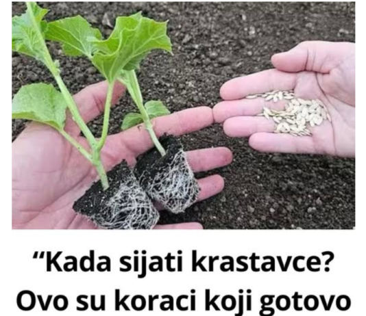“Kada sijati krastavce? Ovo su koraci koji gotovo uvijek donose bogat i zdrav urod!” “Kada sijati krastavce? Ovo su koraci koji gotovo uvijek donose bogat i zdrav urod!”