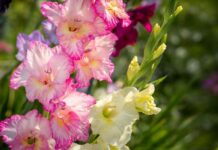 Kako se koristi pivo za brži rast gladiola Baštovani godinama koriste ovaj trik da budu raskošne i lepe Kako se koristi pivo za brži rast gladiola Baštovani godinama koriste ovaj trik da budu raskošne i lepe