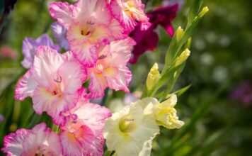 Kako se koristi pivo za brži rast gladiola Baštovani godinama koriste ovaj trik da budu raskošne i lepe Kako se koristi pivo za brži rast gladiola Baštovani godinama koriste ovaj trik da budu raskošne i lepe