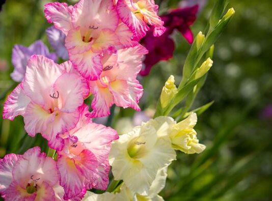 Kako se koristi pivo za brži rast gladiola Baštovani godinama koriste ovaj trik da budu raskošne i lepe Kako se koristi pivo za brži rast gladiola Baštovani godinama koriste ovaj trik da budu raskošne i lepe