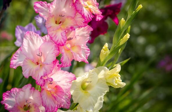Kako se koristi pivo za brži rast gladiola Baštovani godinama koriste ovaj trik da budu raskošne i lepe Kako se koristi pivo za brži rast gladiola Baštovani godinama koriste ovaj trik da budu raskošne i lepe