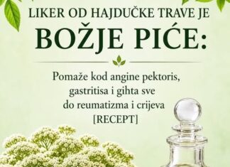 LIKER OD HAJDUČKE TRAVE JE BOŽJE PIĆE: Pomaže kod angine pektoris, gastritisa i gihta sve do reumatizma i čireva (RECEPT) LIKER OD HAJDUČKE TRAVE JE BOŽJE PIĆE: Pomaže kod angine pektoris, gastritisa i gihta sve do reumatizma i čireva (RECEPT)