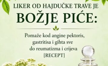LIKER OD HAJDUČKE TRAVE JE BOŽJE PIĆE: Pomaže kod angine pektoris, gastritisa i gihta sve do reumatizma i čireva (RECEPT) LIKER OD HAJDUČKE TRAVE JE BOŽJE PIĆE: Pomaže kod angine pektoris, gastritisa i gihta sve do reumatizma i čireva (RECEPT)