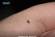 Mnogi ne znaju da je imaju: Funkcija na mobitelu koja pomaže detektirati krpelja! Mnogi ne znaju da je imaju: Funkcija na mobitelu koja pomaže detektirati krpelja!