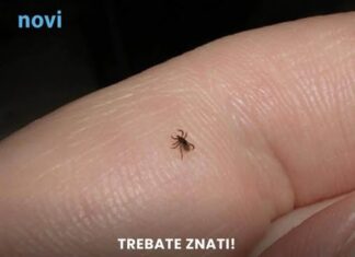 Mnogi ne znaju da je imaju: Funkcija na mobitelu koja pomaže detektirati krpelja! Mnogi ne znaju da je imaju: Funkcija na mobitelu koja pomaže detektirati krpelja!