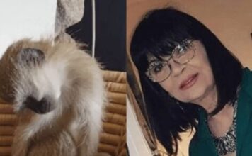 Nada Obrić živela sa majmunom, hranila ga, sa sobom vodila: Nije ni slutila šta će je te večeri snaći u podrumu Nada Obrić živela sa majmunom, hranila ga, sa sobom vodila: Nije ni slutila šta će je te večeri snaći u podrumu