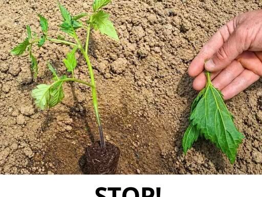 NE SADITE PARADAJZ DOK OVO NE VIDITE! Trik za bogat i ogroman rod NE SADITE PARADAJZ DOK OVO NE VIDITE! Trik za bogat i ogroman rod