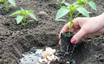 Nemoj saditi paprike dok ne vidiš ovo — stari baštovanski trik za VEĆE PRINOSЕ! Nemoj saditi paprike dok ne vidiš ovo — stari baštovanski trik za VEĆE PRINOSЕ!