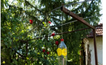 Poslije sat vremena više nećete vidjeti muhu, ni komarca u blizini: SMUĆKAJTE IM POSLJEDNJU VEČERU Poslije sat vremena više nećete vidjeti muhu, ni komarca u blizini: SMUĆKAJTE IM POSLJEDNJU VEČERU
