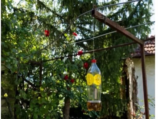 Poslije sat vremena više nećete vidjeti muhu, ni komarca u blizini: SMUĆKAJTE IM POSLJEDNJU VEČERU Poslije sat vremena više nećete vidjeti muhu, ni komarca u blizini: SMUĆKAJTE IM POSLJEDNJU VEČERU