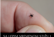 SA LEPIM VREMENOM STIŽU I KRPELJI! Evo kako bezbedno da ih izvadite kod kuće, jednu stvar nikako ne smete da radite SA LEPIM VREMENOM STIŽU I KRPELJI! Evo kako bezbedno da ih izvadite kod kuće, jednu stvar nikako ne smete da radite