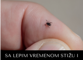 SA LEPIM VREMENOM STIŽU I KRPELJI! Evo kako bezbedno da ih izvadite kod kuće, jednu stvar nikako ne smete da radite SA LEPIM VREMENOM STIŽU I KRPELJI! Evo kako bezbedno da ih izvadite kod kuće, jednu stvar nikako ne smete da radite