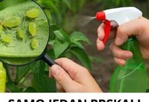SAMO JEDAN PRSKAJ I LISNE UŠI ĆE NESTATI! Prirodni insekticid koji je dostupan svima! SAMO JEDAN PRSKAJ I LISNE UŠI ĆE NESTATI! Prirodni insekticid koji je dostupan svima!