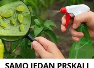 SAMO JEDAN PRSKAJ I LISNE UŠI ĆE NESTATI! Prirodni insekticid koji je dostupan svima! SAMO JEDAN PRSKAJ I LISNE UŠI ĆE NESTATI! Prirodni insekticid koji je dostupan svima!