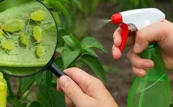 SAMO JEDAN PRSKAJ I LISNE UŠI ĆE NESTATI! Prirodni insekticid koji je dostupan svima! SAMO JEDAN PRSKAJ I LISNE UŠI ĆE NESTATI! Prirodni insekticid koji je dostupan svima!