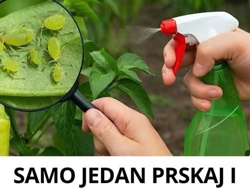 SAMO JEDAN PRSKAJ I LISNE UŠI ĆE NESTATI! Prirodni insekticid koji je dostupan svima! SAMO JEDAN PRSKAJ I LISNE UŠI ĆE NESTATI! Prirodni insekticid koji je dostupan svima!