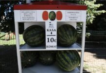Afera “lubenicomat” u Hrvatskoj: Ko prodaje bostan prije berbe? Afera “lubenicomat” u Hrvatskoj: Ko prodaje bostan prije berbe?