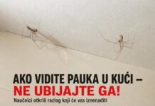AKO VIDITE PAUKA U KUĆI — NE UBIJAJTE GA! Naučnici otkrili razlog koji će vas iznenaditi AKO VIDITE PAUKA U KUĆI — NE UBIJAJTE GA! Naučnici otkrili razlog koji će vas iznenaditi