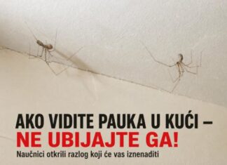 AKO VIDITE PAUKA U KUĆI — NE UBIJAJTE GA! Naučnici otkrili razlog koji će vas iznenaditi AKO VIDITE PAUKA U KUĆI — NE UBIJAJTE GA! Naučnici otkrili razlog koji će vas iznenaditi