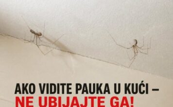 AKO VIDITE PAUKA U KUĆI — NE UBIJAJTE GA! Naučnici otkrili razlog koji će vas iznenaditi AKO VIDITE PAUKA U KUĆI — NE UBIJAJTE GA! Naučnici otkrili razlog koji će vas iznenaditi