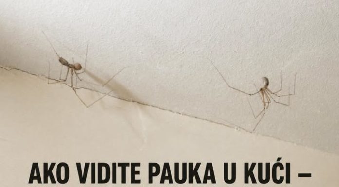 AKO VIDITE PAUKA U KUĆI — NE UBIJAJTE GA! Naučnici otkrili razlog koji će vas iznenaditi AKO VIDITE PAUKA U KUĆI — NE UBIJAJTE GA! Naučnici otkrili razlog koji će vas iznenaditi
