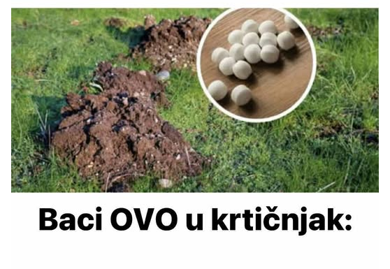 Baci OVO u krtičnjak: Krtice više neće ulaziti u tvoj vrt! Baci OVO u krtičnjak: Krtice više neće ulaziti u tvoj vrt!