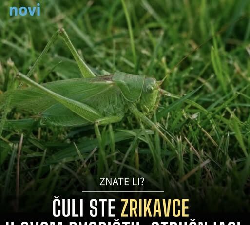 Čuli ste zrikavce u svom dvorištu: Stručnjaci otkrili da li je to dobro ili loše Čuli ste zrikavce u svom dvorištu: Stručnjaci otkrili da li je to dobro ili loše