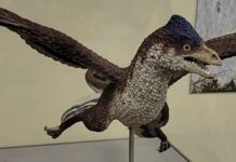 Dinosaurus sa četiri krila zbunio naučnike Dinosaurus sa četiri krila zbunio naučnike