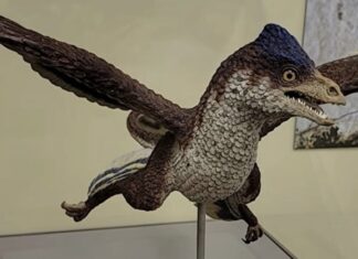 Dinosaurus sa četiri krila zbunio naučnike Dinosaurus sa četiri krila zbunio naučnike