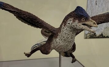 Dinosaurus sa četiri krila zbunio naučnike Dinosaurus sa četiri krila zbunio naučnike