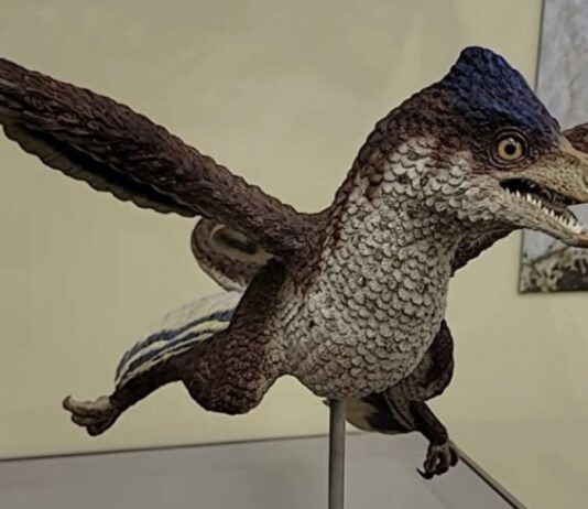 Dinosaurus sa četiri krila zbunio naučnike Dinosaurus sa četiri krila zbunio naučnike