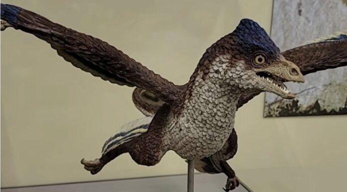 Dinosaurus sa četiri krila zbunio naučnike Dinosaurus sa četiri krila zbunio naučnike