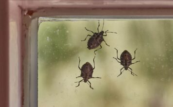 Evo kako da se efikasno riješite smrdibuba bez ikakvog neprijatnog mirisa Evo kako da se efikasno riješite smrdibuba bez ikakvog neprijatnog mirisa