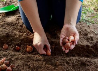 Evo šta je isplatljivije da kupite, a šta da uzgajate sami: Dok paradajz stigne u vašoj bašti, već ćete ga kupovati naveliko Evo šta je isplatljivije da kupite, a šta da uzgajate sami: Dok paradajz stigne u vašoj bašti, već ćete ga kupovati naveliko