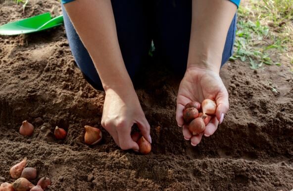 Evo šta je isplatljivije da kupite, a šta da uzgajate sami: Dok paradajz stigne u vašoj bašti, već ćete ga kupovati naveliko Evo šta je isplatljivije da kupite, a šta da uzgajate sami: Dok paradajz stigne u vašoj bašti, već ćete ga kupovati naveliko