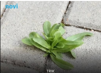 Jedna kašika u kantu vode i korov nestaje: Trik iskusnih baštovana Jedna kašika u kantu vode i korov nestaje: Trik iskusnih baštovana