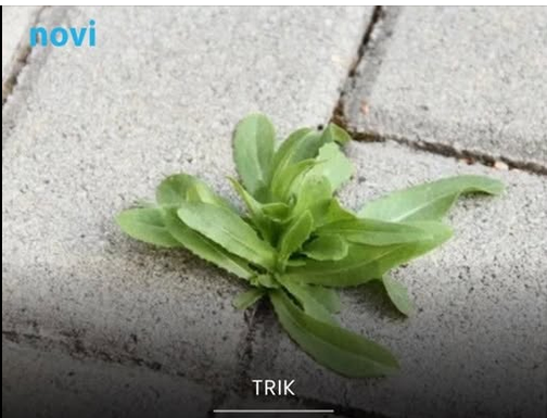 Jedna kašika u kantu vode i korov nestaje: Trik iskusnih baštovana Jedna kašika u kantu vode i korov nestaje: Trik iskusnih baštovana