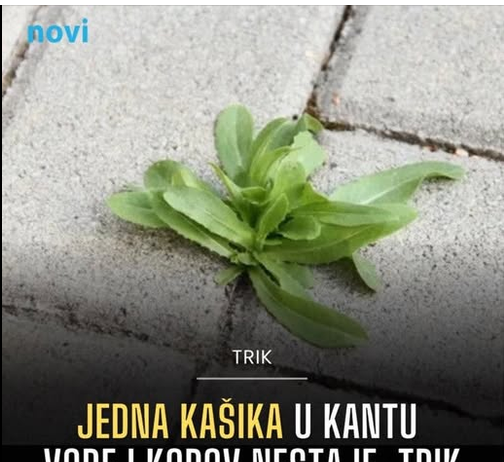 Jedna kašika u kantu vode i korov nestaje: Trik iskusnih baštovana Jedna kašika u kantu vode i korov nestaje: Trik iskusnih baštovana