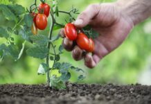 Kako da zaštite paradajz od plamenjače i sive truleži? Potreban je tečni sapun sa ovim namirnicama Kako da zaštite paradajz od plamenjače i sive truleži? Potreban je tečni sapun sa ovim namirnicama
