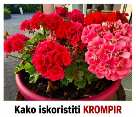 Kako iskoristiti KROMPIR kao prirodno đubrivo za muškatle? Treba vam nekoliko sekundi, a cveće će bujati do oktobra Kako iskoristiti KROMPIR kao prirodno đubrivo za muškatle? Treba vam nekoliko sekundi, a cveće će bujati do oktobra
