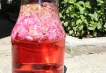 Kako napraviti sirup od ruže: Đulbe-šećerka, mirisna i ukusna kraljica zdravlja Kako napraviti sirup od ruže: Đulbe-šećerka, mirisna i ukusna kraljica zdravlja