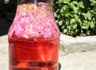 Kako napraviti sirup od ruže: Đulbe-šećerka, mirisna i ukusna kraljica zdravlja Kako napraviti sirup od ruže: Đulbe-šećerka, mirisna i ukusna kraljica zdravlja